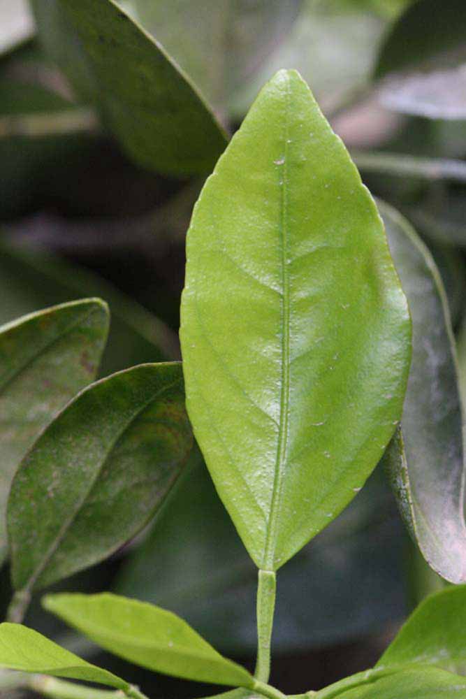              Unifoliolate leaf (Riverside, CA)       